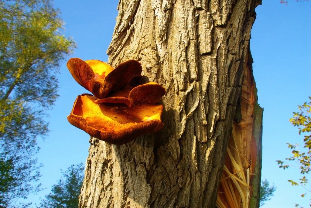 Potsdam Brandenburg Gutachten Kontrolle am Baum - Baumgutachten für Potsdam