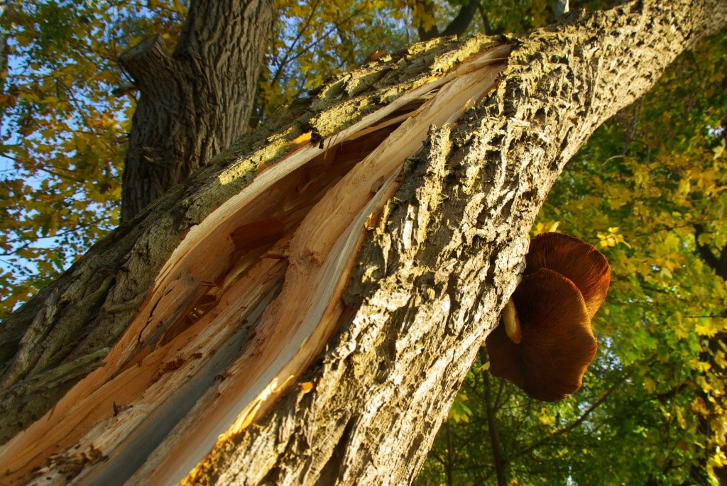 Baumkontrolle in Brandenburg und Potsdam