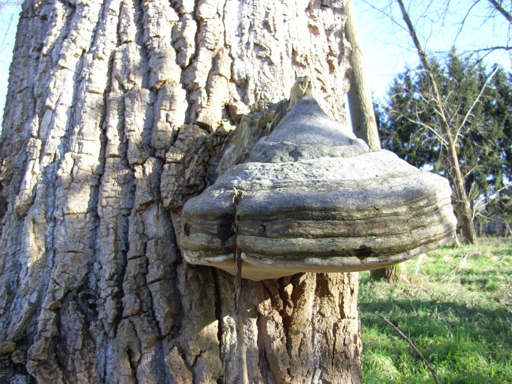 Gutachten Baum Pilz am Baum Potsdam
