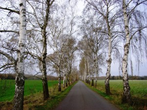 Baumkataster / Erstaufnahme Potsdam 02